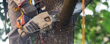 Why Choose Our Tree Removal Services in Frenchtown, MT?